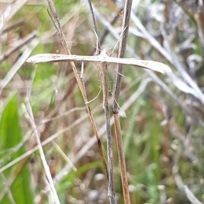 Platyptilia celidotus (Plume Moth) at Kambah, ACT - 1 Nov 2021 by gregbaines