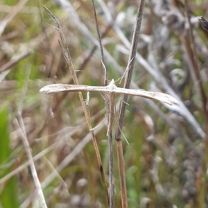 Platyptilia celidotus at Kambah, ACT - 1 Nov 2021 11:26 AM