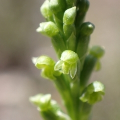 Microtis unifolia at Jerrabomberra, ACT - suppressed