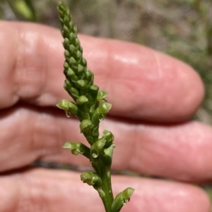 Microtis unifolia at Jerrabomberra, ACT - suppressed