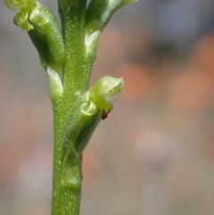 Microtis unifolia at Jerrabomberra, ACT - suppressed