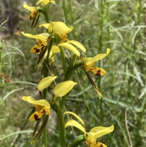 Diuris sulphurea at Jerrabomberra, ACT - 1 Nov 2021