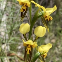 Diuris sulphurea at Jerrabomberra, ACT - 1 Nov 2021