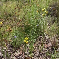 Diuris sulphurea at Jerrabomberra, ACT - 1 Nov 2021