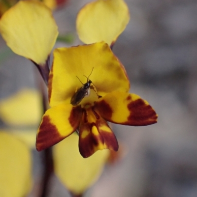 Diuris semilunulata (Late Leopard Orchid) at Farrer Ridge - 1 Nov 2021 by AnneG1