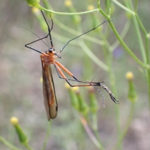 Harpobittacus australis at Farrer, ACT - 2 Nov 2021 01:31 PM