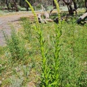 Reseda luteola at Ainslie, ACT - 3 Nov 2021