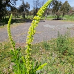 Reseda luteola at Ainslie, ACT - 3 Nov 2021