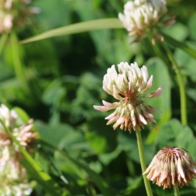 Trifolium repens (White Clover) at Killara, VIC - 30 Oct 2021 by KylieWaldon