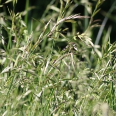 Bromus (genus) (A Brome) at Killara, VIC - 31 Oct 2021 by KylieWaldon