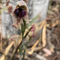 Calochilus platychilus (Purple Beard Orchid) at Bruce, ACT - 3 Nov 2021 by JVR