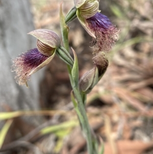 Calochilus platychilus at Bruce, ACT - suppressed