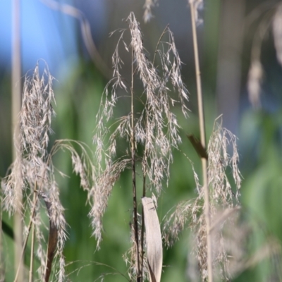 Phragmites australis (Common Reed) at Killara, VIC - 31 Oct 2021 by KylieWaldon