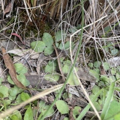 Diplodium truncatum (Little Dumpies, Brittle Greenhood) at Bruce, ACT - 3 Nov 2021 by JVR