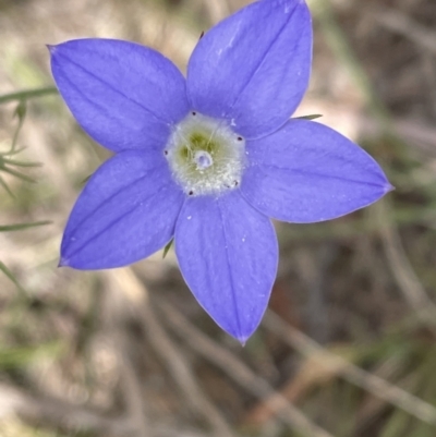 Wahlenbergia stricta subsp. stricta (Tall Bluebell) at Flea Bog Flat, Bruce - 3 Nov 2021 by JVR