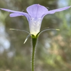 Wahlenbergia stricta subsp. stricta at Bruce, ACT - 3 Nov 2021 01:38 PM