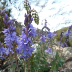 Veronica perfoliata (Digger's Speedwell) at Paddys River, ACT - 3 Nov 2021 by UserYYUcWrIf