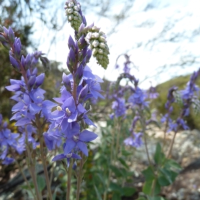 Veronica perfoliata (Digger's Speedwell) at Paddys River, ACT - 3 Nov 2021 by UserYYUcWrIf