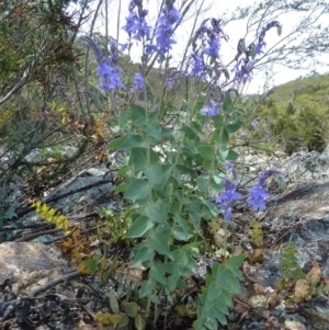 Veronica perfoliata at Paddys River, ACT - 3 Nov 2021