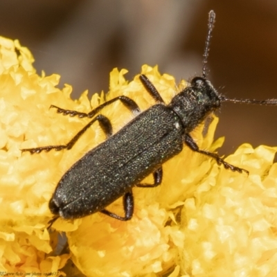 Eleale aspera (Clerid beetle) at Bruce, ACT - 2 Nov 2021 by Roger