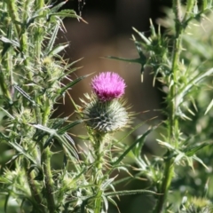 Cirsium vulgare (Spear Thistle) at Killara, VIC - 31 Oct 2021 by KylieWaldon