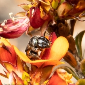 Euhesma sp. (genus) at Bruce, ACT - 3 Nov 2021 10:33 AM