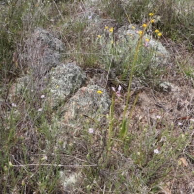 Diuris dendrobioides (Late Mauve Doubletail) at Melrose - 3 Nov 2021 by jamesjonklaas