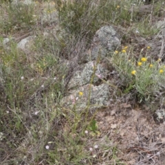 Diuris dendrobioides at suppressed - suppressed