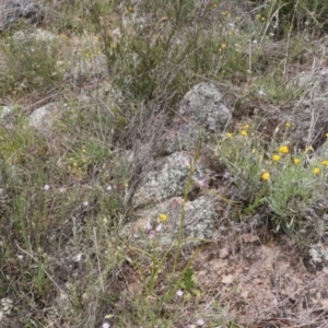 Diuris dendrobioides at suppressed - suppressed