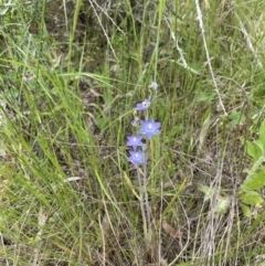 Thelymitra sp. (A Sun Orchid) at The Pinnacle - 3 Nov 2021 by John Brannan