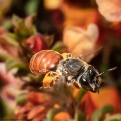 Leioproctus (Andrenopsis) wilsoni (A plaster bee) at Bruce, ACT - 2 Nov 2021 by Roger