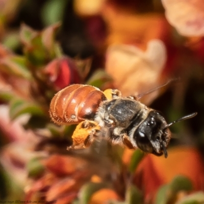 Leioproctus (Andrenopsis) wilsoni (A plaster bee) at Bruce, ACT - 2 Nov 2021 by Roger