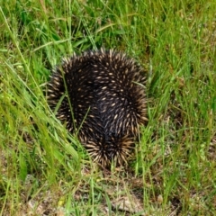 Tachyglossus aculeatus (Short-beaked Echidna) at Woodstock Nature Reserve - 3 Nov 2021 by Kurt