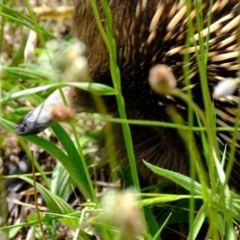 Tachyglossus aculeatus at Holt, ACT - 3 Nov 2021