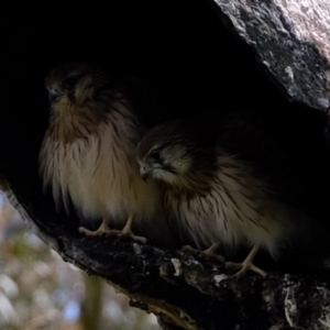 Falco cenchroides at Holt, ACT - 3 Nov 2021