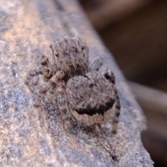 Maratus vespertilio (Bat-like peacock spider) at Coree, ACT - 3 Nov 2021 by Kurt