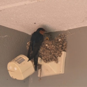 Hirundo neoxena at Gungahlin, ACT - 3 Nov 2021 12:30 PM