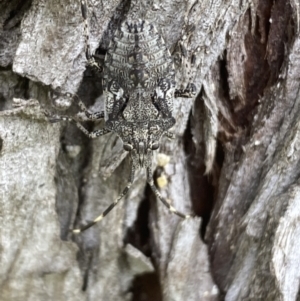 Alcaeus varicornis at Fyshwick, ACT - 3 Nov 2021 03:44 PM