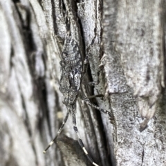 Alcaeus varicornis at Fyshwick, ACT - 3 Nov 2021