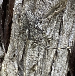 Alcaeus varicornis at Fyshwick, ACT - 3 Nov 2021 03:44 PM