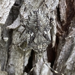 Alcaeus varicornis at Fyshwick, ACT - 3 Nov 2021 03:44 PM