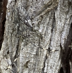 Alcaeus varicornis at Fyshwick, ACT - 3 Nov 2021 03:44 PM