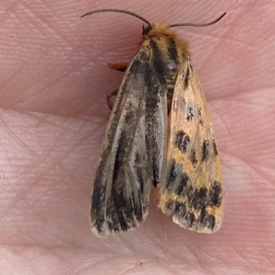 Ardices curvata (Crimson Tiger Moth) at Fyshwick, ACT - 3 Nov 2021 by Steve_Bok