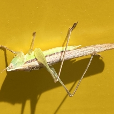 Conocephalus upoluensis (Meadow Katydid) at Garran, ACT - 3 Nov 2021 by Steve_Bok