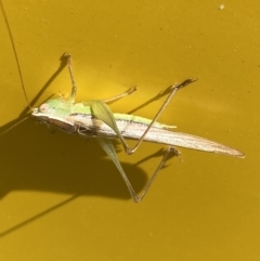 Conocephalus upoluensis at Garran, ACT - 3 Nov 2021