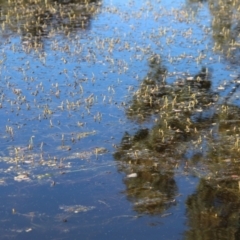 Potamogeton sp. (Pondweed) at Stromlo, ACT - 29 Oct 2021 by linda