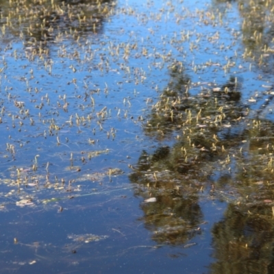 Potamogeton sp. (Pondweed) at Stromlo, ACT - 30 Oct 2021 by linda