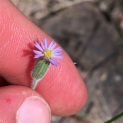 Vittadinia sulcata (Furrowed New Holland Daisy) at Bungonia State Conservation Area - 31 Oct 2021 by Ned_Johnston