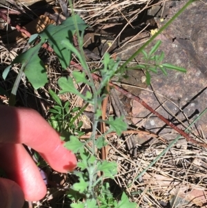 Vittadinia sulcata at Bungonia, NSW - 31 Oct 2021