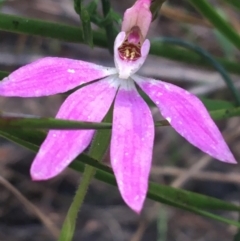 Caladenia carnea (Pink Fingers) at Goulburn Mulwaree Council - 31 Oct 2021 by NedJohnston